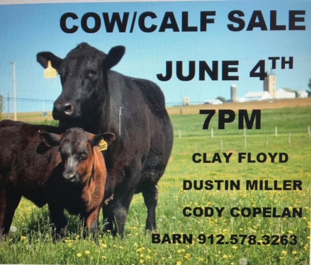 IMG_8424 Cow and Calf Sale